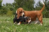 BASSET HOUND 020